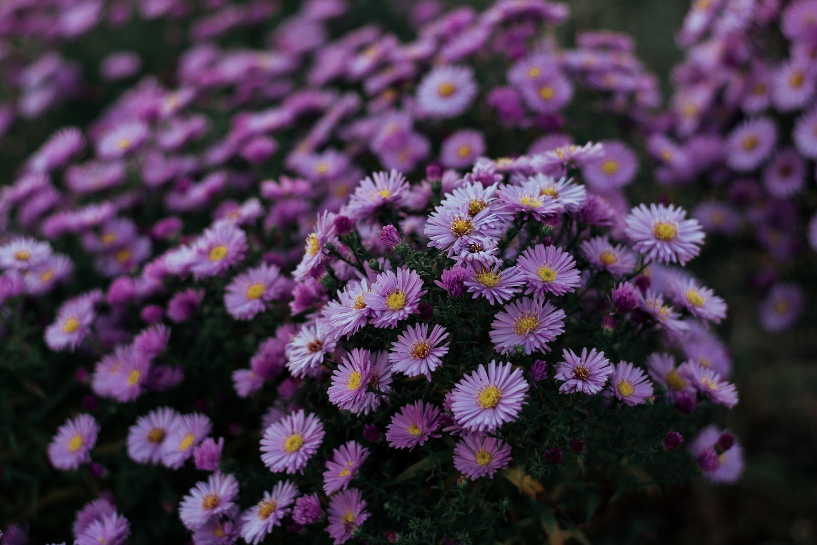 Foto De Close Up De Flores Roxas De áster · Foto profissional gratuita