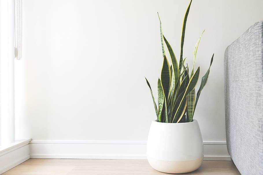 HD wallpaper: House Plant In White Pot Photo, Home, Plants, Leaves, Seasons  | Wallpaper Flare