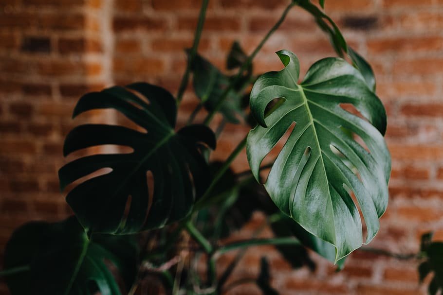 Houseplant 1080P, 2K, 4K, 5K HD wallpapers free download | Wallpaper Flare