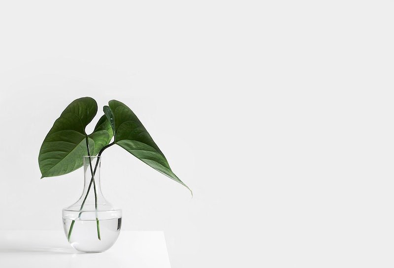 Plants Home Images | Free Photos, PNG Stickers, Wallpapers & Backgrounds -  rawpixel