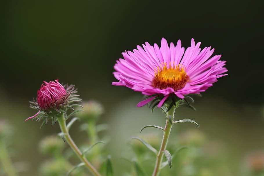 áster, flor áster, flor, broto, rosa, final do verão, jardim, pétalas,  estames, flores | Pxfuel