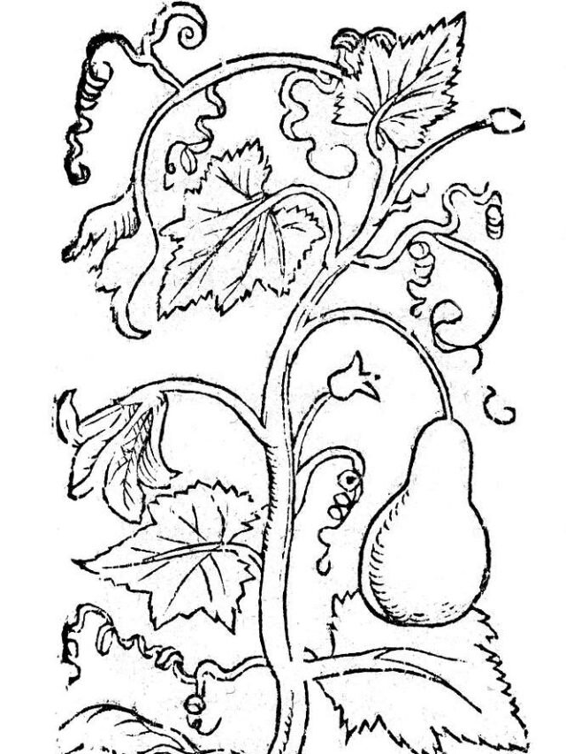 cropped-04-zucca-coloring-book-bct-2017-0d1dfd-1024.jpg