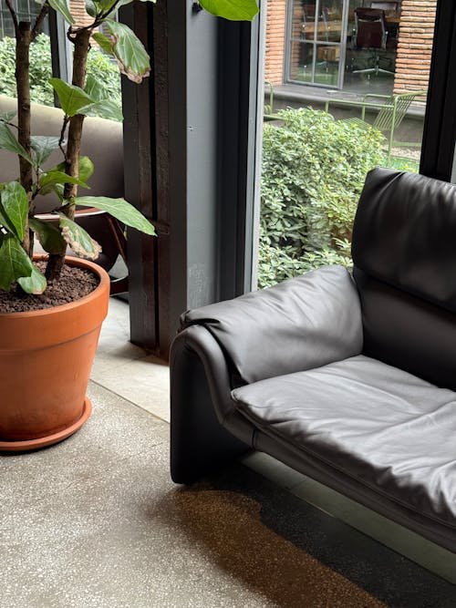 grátis Sala de estar interna moderna com sofá de couro preto e planta em vaso perto da janela. Foto profissional