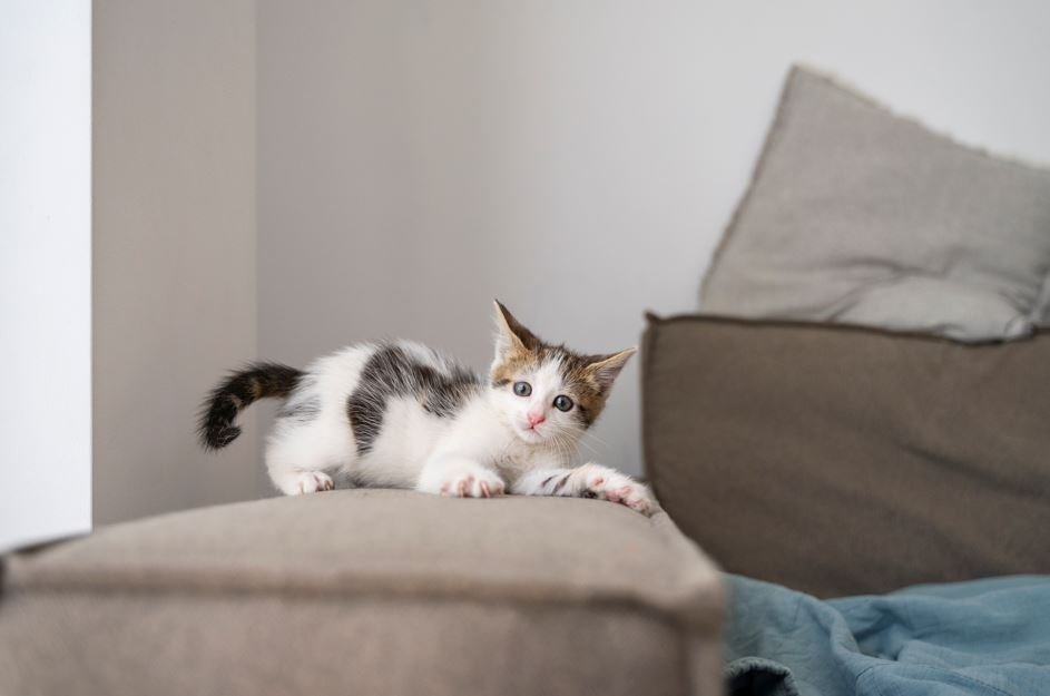Arquitetura Pet Friendly: Guia Completo Para Casa com Pets