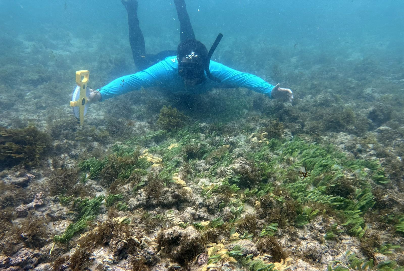 Florestas Marinhas: Cientistas do Brasil Lideram Pesquisa Vital em Noronha