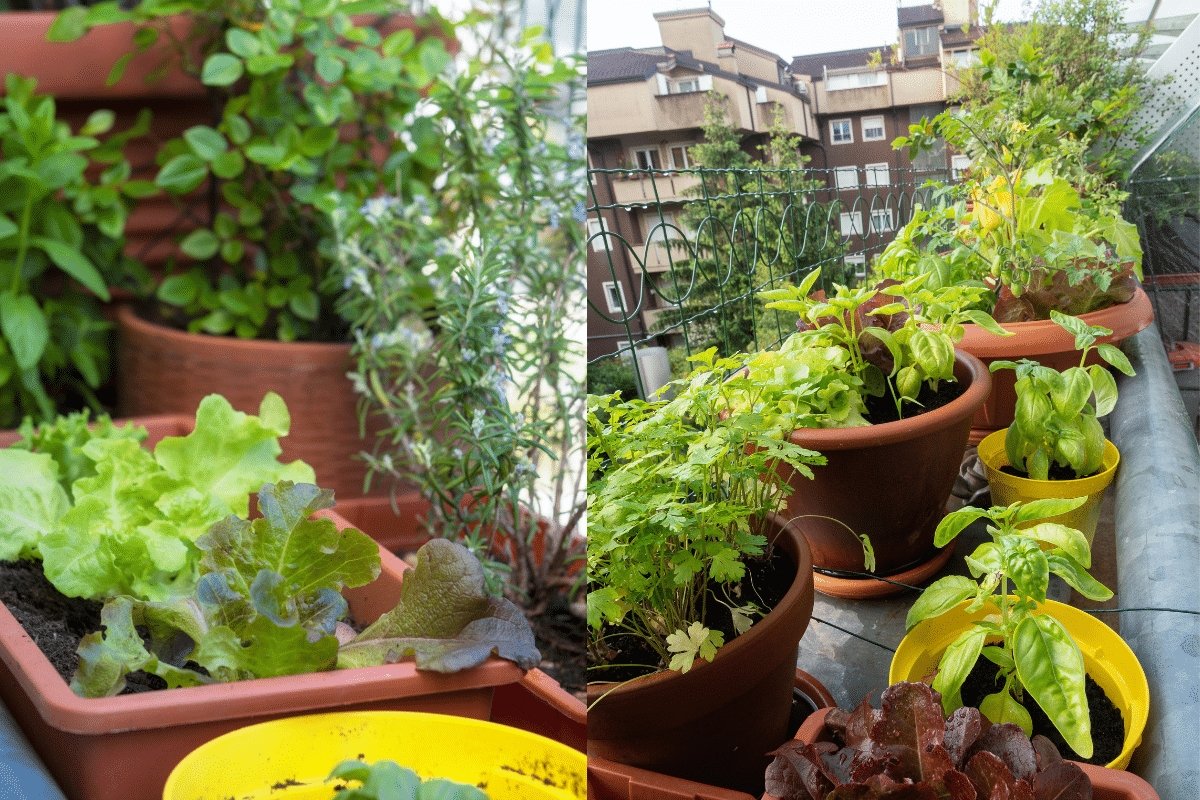 Cultivo Indoor: Guia Completo para Ter sua Horta em Apartamento