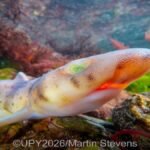 Peixe colorido capturado debaixo d’água pelo fotógrafo Martin Stevens com um smartphone.