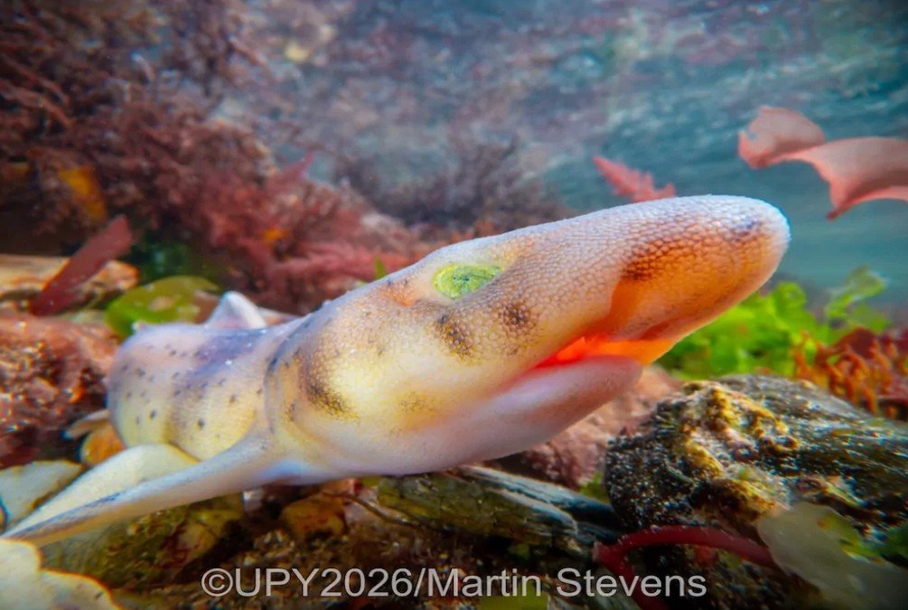 Peixe colorido capturado debaixo d’água pelo fotógrafo Martin Stevens com um smartphone.
